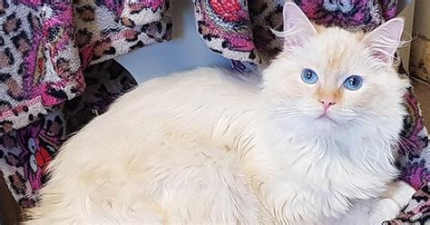 Ragdolls are so easy going and affectionate, they tend to follow you around the house all. Flame Point Ragdoll Cats (Facts You May Need to Know ...