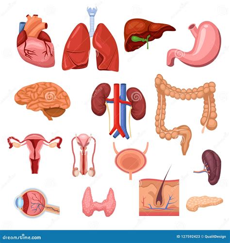 Human Internal Organs Vector Flat Anatomy Symbols Illustration Stock