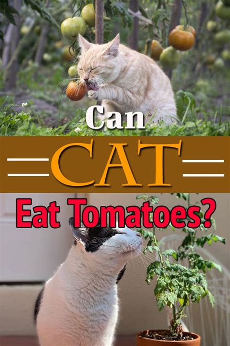 You may have seen your cat ate a few tomatoes on several occasions in the past. Can Cats Eat Tomatoes? Are Tomatoes Bad For Cats? | Cats ...