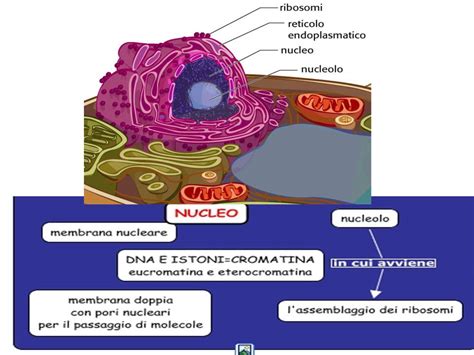Cellula Eucariote
