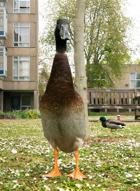 Famous University Of York Duck Long Boi Feared To Be Dead Messenger