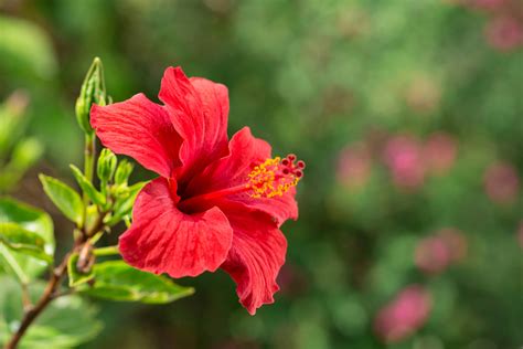 It has a unique dark crimson color and tart flavor. More Than Good Looks: Try These 10 Edible Flowers - Modern ...