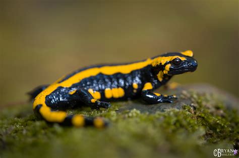Germany Part I The Fire Salamander Wildernessshots Photography