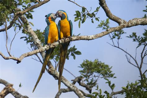 New Reserve In Bolivia For Endangered Macaws Birdwatching