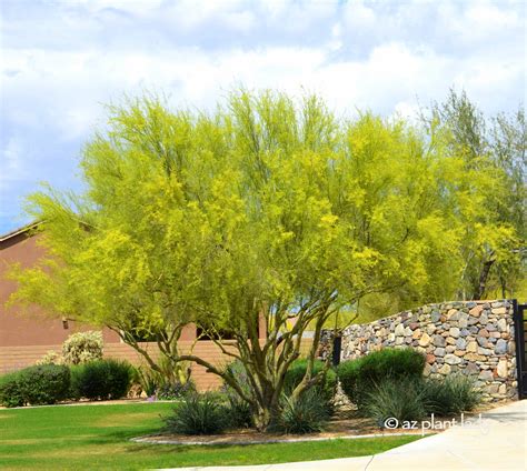 Learn About The Deserts Iconic Tree The Palo Verde