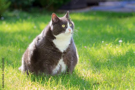 Slight Obese Or Fat Pussy Cat Outside In The Sunny Garden With Fresh