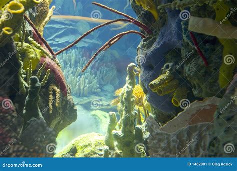 Underwater World Stock Image Image Of Diving Coast Liverock 1462001