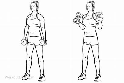 Hammer Curls Exercise Workoutlabs Exercises Elbow Tennis