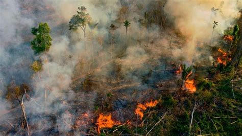 Kebakaran Hutan Dan Lahan Di Berbagai Negara Tahun Diprediksi Jadi