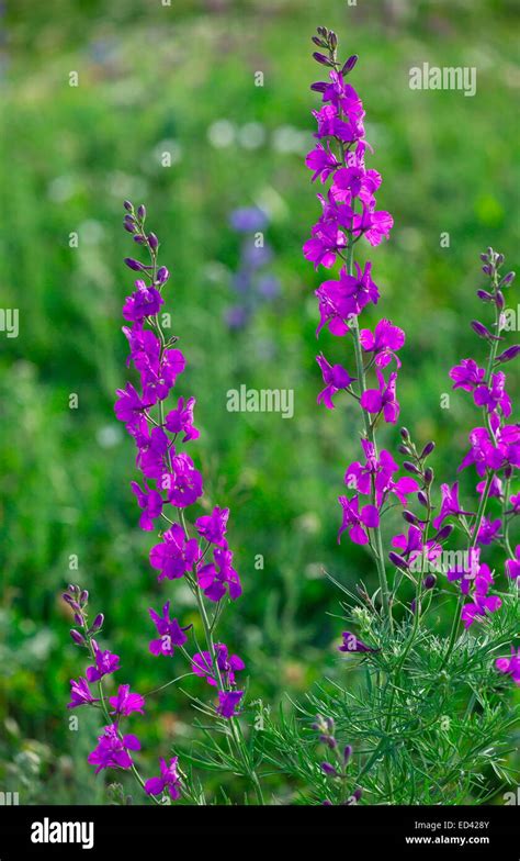 Purple Larkspur Consolida Orientalis In Flower Eastern Turkey Stock