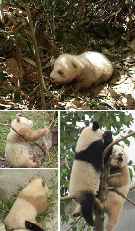 Rare Brown Pandas Warm A Black And White World Page 2 Of 3 Webecoist