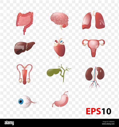 Illustration Of Human Internal Organs Anatomy Set Stock Vector Image