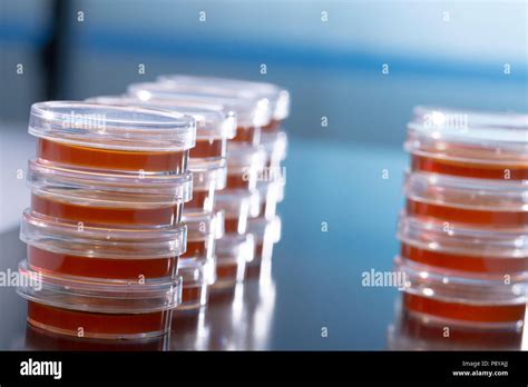 Agar Plates Stock Photo Alamy