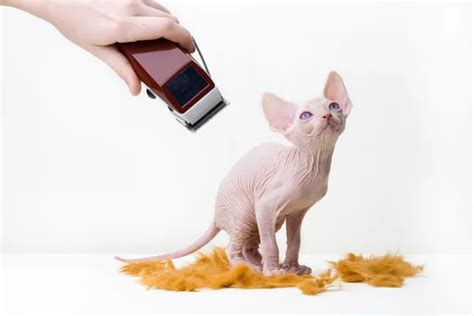 Sphinxes Sphinx Kittens Kittens Kittens Playing Studio Shot