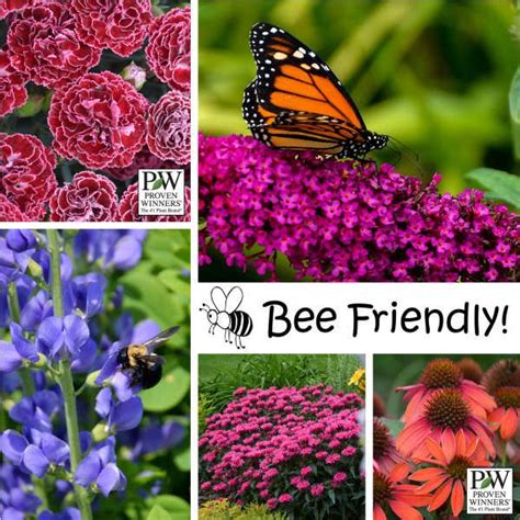 Flowers that attract bees and butterflies uk. Photo Essay | Bee Friendly! | Perennial Resource | Bee ...