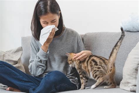 Are You Allergic To Cats Learn About Common Cat Allergy Symptoms Hepper
