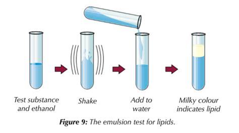 The Emulsion Test For Lipids Flashcards Quizlet
