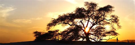 The tree of life is a fundamental widespread mytheme or archetype in many of the world's mythologies, religious and philosophical traditions. كيف نشأ منتجع شجرة الحياة Tree of Life