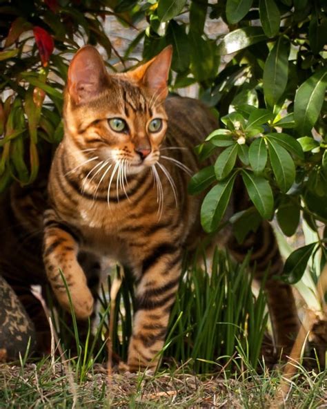 What Are Toygers Domestic Tiger Cats As House Pets