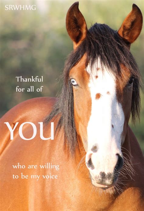 Wild horses are under pressure throughout the american west. WHAT YOU CAN DO - Salt River Wild Horse Management Group