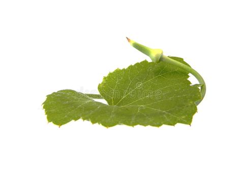 Grape Leaf Isolated On White Background Stock Photo Image Of