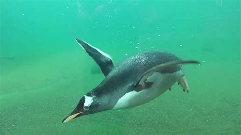 Penguins Swimming Youtube