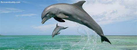 Small And Big Dolphins Dauphin Grand Dauphin Image De Dauphin