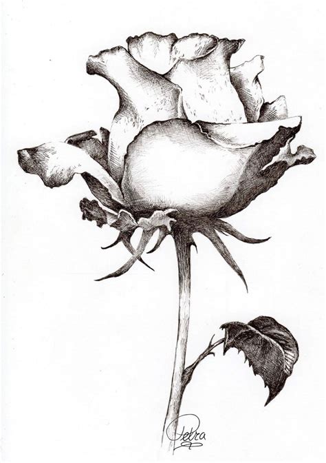 Learn To Draw A Realistic Rose Drawing On Demand Flower Sketches