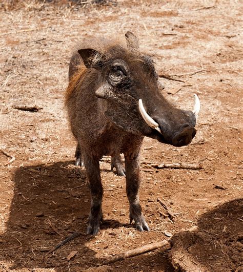 Warthog South Africa Free Photo On Pixabay Pixabay