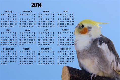 Bird 2014 Calendar Free Stock Photo Public Domain Pictures