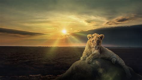 Cub Lion Is Sitting On Stone With Sunset Background Hd Animals