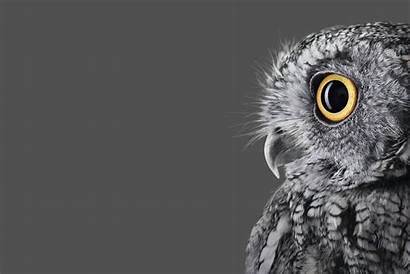 Surface Microsoft Studio Wallpapers Official Owl Right