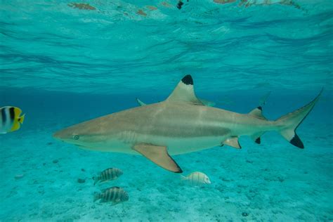 Shark clipart black and white shark shark clipart black and white., free portable network graphics (png) archive. Over 10,000 blacktip sharks spotted migrating off Florida ...