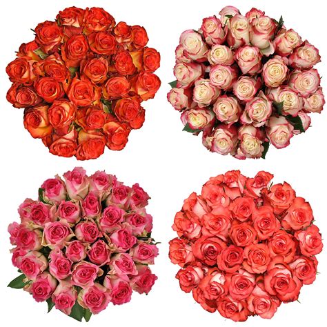 Fresh Cut Assorted Bicolor Roses 20 Pack Of 100 By Inbloom Group