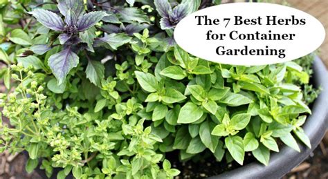Gardening is so much fun but when you are a beginner, it can be hard to know where to. The 7 best herbs for container gardening