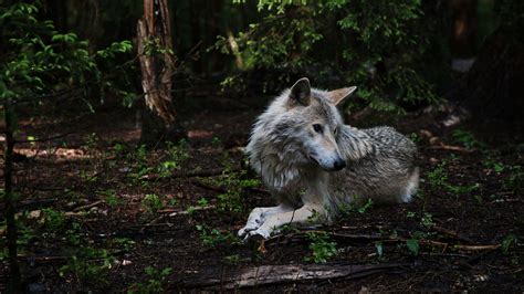 Wolf Vs Bear National Geographic For Everyone In Everywhere