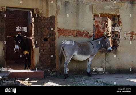 Two Small Donkeys Stand Outside An Old And Abandoned Farm House