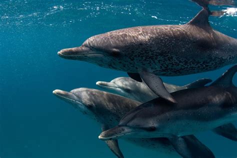 Dolphin Tale Safe In Belize Slaughtered In Taiji Whales And
