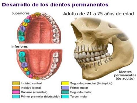 Dentición Permanente Dentadura Humana Dientes Permanentes Cosas De