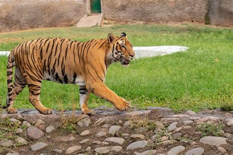 Bengal Tiger Stock Photo Image Of Orange Forest Large 152639698