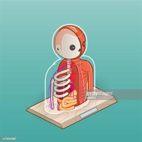 Human Skeletal System Photos And Premium High Res Pictures Getty Images
