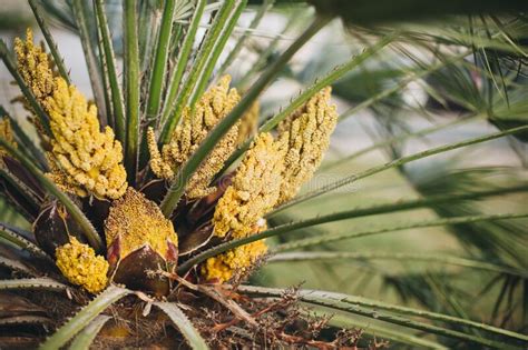 Natural Green Background Palm Tree Yellow Flowers Stock Photo Image