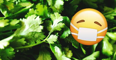 there s actually a scientific reason why you hate coriander
