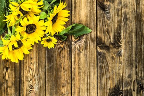 Sunflower Sunflower On Wood Background Images For Nature Or Garden Themes