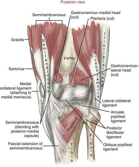 Knee Anatomy Posterior View Human Anatomy