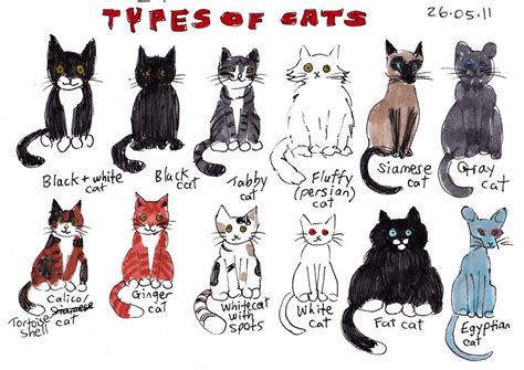 How Many Different Breeds Of Cats Are There Cats Types