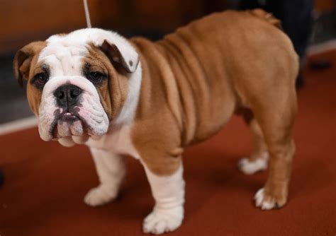 Share on facebook share on twitter. English Bulldog health problems prompt cross-breeding call ...