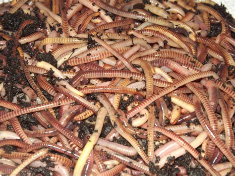 Tiger Worms Yorkshire Worms