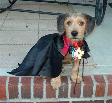 Borkie Beagle X Yorkie Mix Information Temperament Puppies Pictures