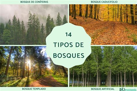 14 Tipos De Bosques Guía Completa